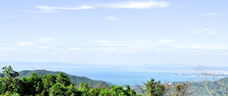 和歌山産柑橘
